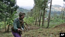 A woman works in the field of Loi Bangoti's farm on Wednesday, July 18, 2007 in Ngiresi near the Tanzanian town of Arusha. Millions of farmers around the world will be affected by a growing movement to change one of the biggest forces shaping the complex