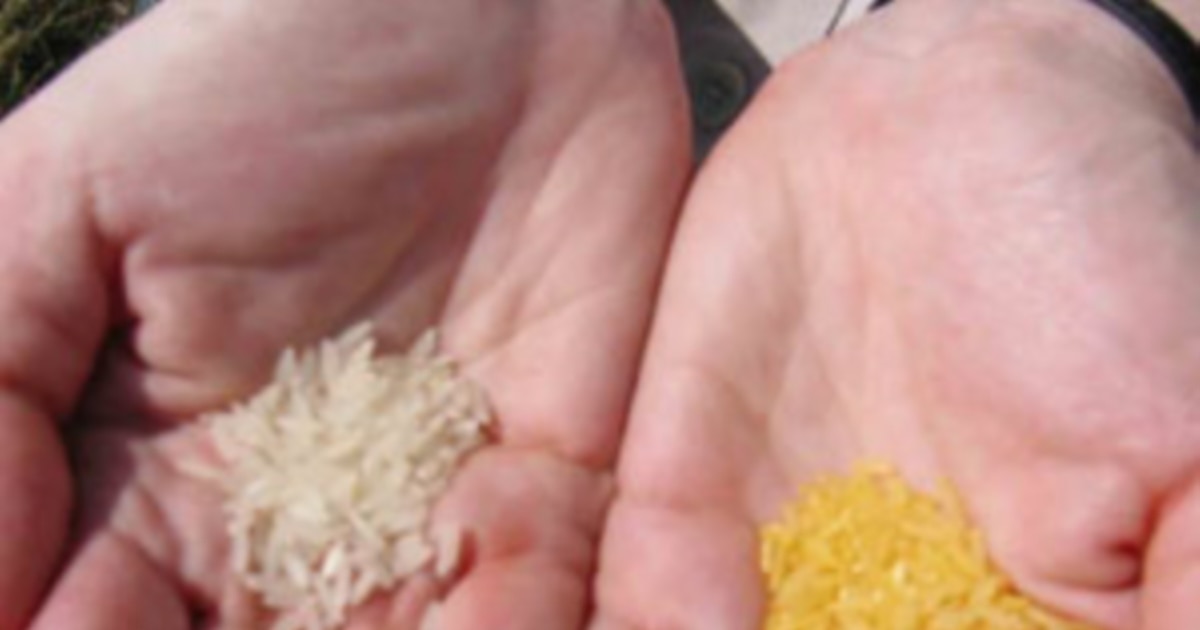 Long History, Unclear Future for 'Golden Rice'