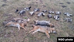 Otrovane ptice i šakali u Srbiji (foto: Društvo za zaštitu i proučavanje ptica Srbije)