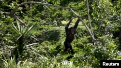 FILE - A chimp swings from a branch at the Jane Goodall Institute Chimpanzee Eden sanctuary, 15 kilometers south of Nelspruit, South Africa.