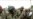Fighting in Cameroon Kills Several Dozen