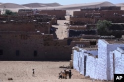 Los animales deambulan cerca de casas rodeadas de arena en Chinguetti, Mauritania, 13 de enero de 2025.