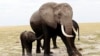 Protecting Africa's Elephants