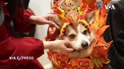 Chó, mèo ‘đọ sắc’ tại Triển lãm Thú cưng Việt Nam