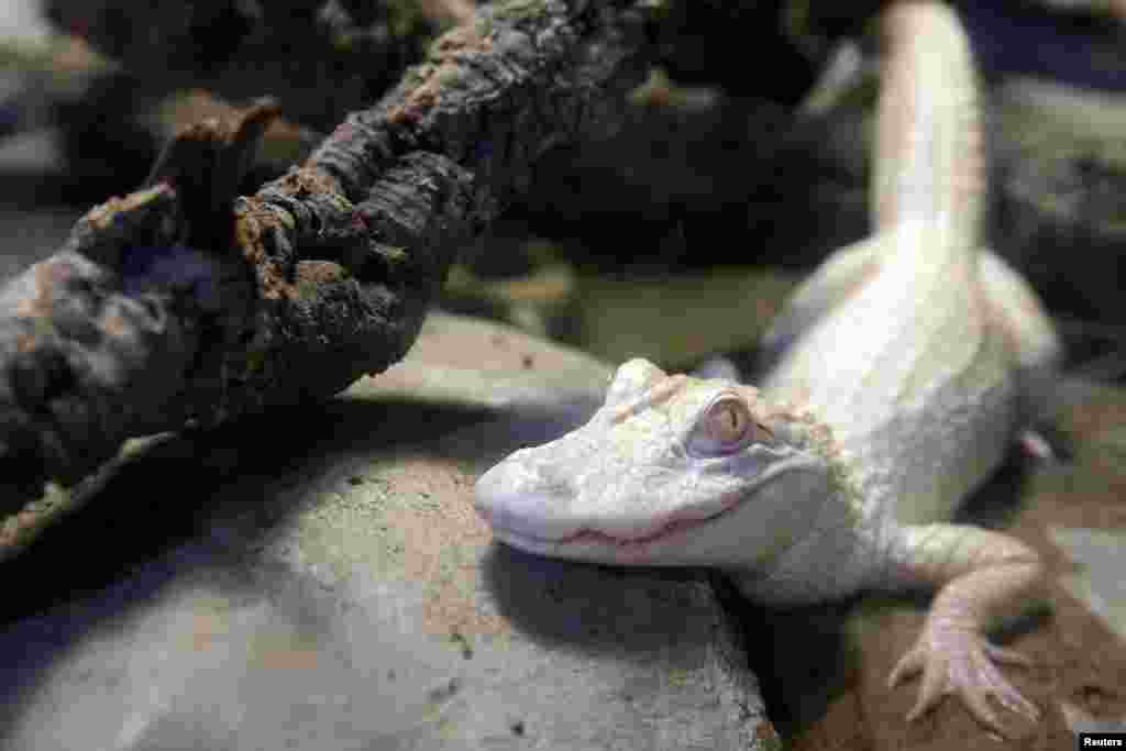 One of the two one-year-old albino alligators is seen in a vivarium at the Tropical aquarium in Paris, France. The two alligators are the result of a captive breeding program which protects endangered species and will be presented to the public in a vivarium.