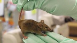 Quiz - Researchers Use Brain Cells to Control Aging in Mice