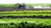 FILE - A farmer drives a tractor in his field in Castel Di Guido, near Rome, Italy, April 23, 2018. To fight a declining birthrate, the Italian government is now offering free farmland to families who have a third child.