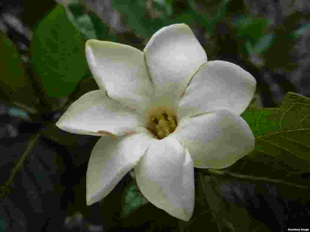 Gardenia brighamii, also known as nanu and the Forest gardenia, once flourished on all the main Hawaiian islands but is now restricted to Lanai and Oahu. (Photo by by ©Hank Oppenheimer)