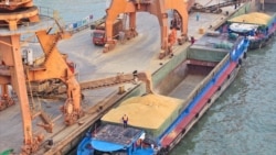 Sebuah tongkang sedang memuat gandum impor di pelabuhan di Nantong, provinsi Jiangsu, China timur, 16 Februari 2025. (Foto AFP)