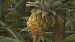 Homegrown Gaza Pineapples