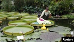 Seorang bayi terbaring di atas daun lili air raksasa di Taman Botani Nasional Meise dekat Brussels, Belgia.