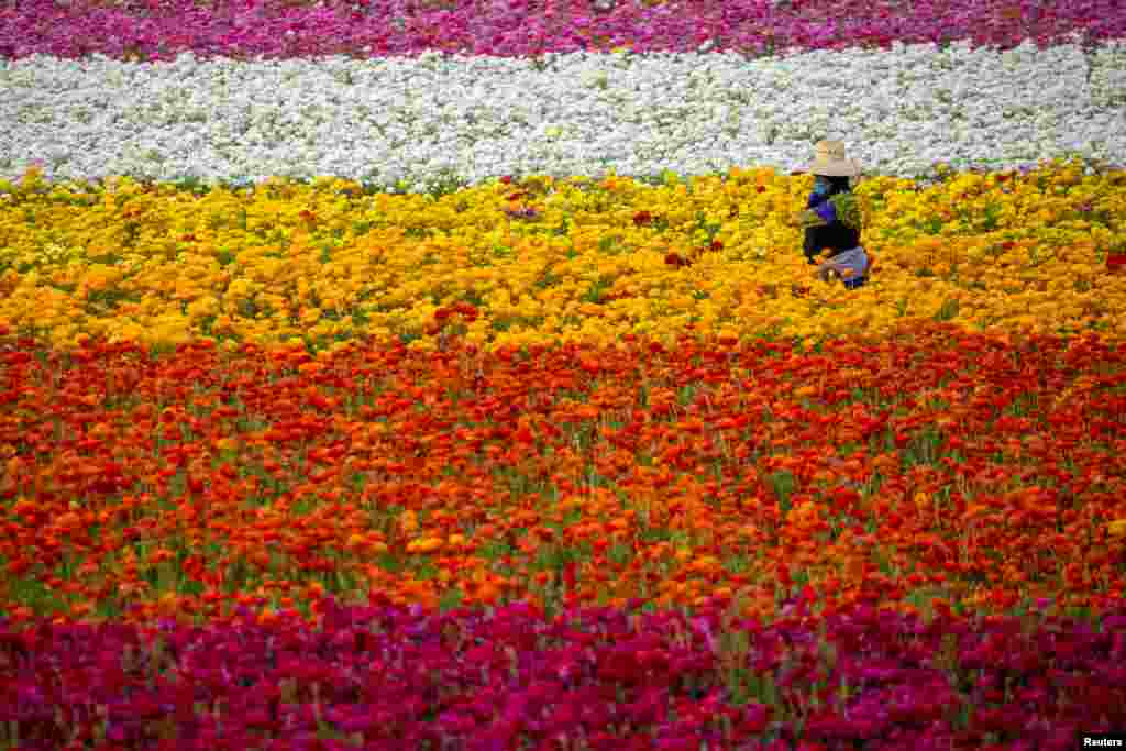 A field worker picks Ranunculus flowers at &quot;The Flower Fields&quot; in Carlsbad, California.