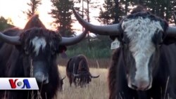 Amerika rancholarida