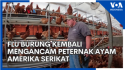 Flu Burung Kembali Mengancam Peternak Ayam AS