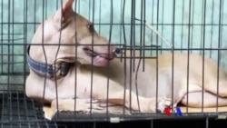 လမ်းပေါ်ခွေးတွေ စနစ်တကျထိန်းချုပ်ဖို့