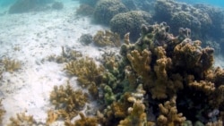 A coral reef is shown in Kaneohe Bay on Friday, Oct. 1, 2021 in Kaneohe, Hawaii. (AP Photo/Caleb Jones)