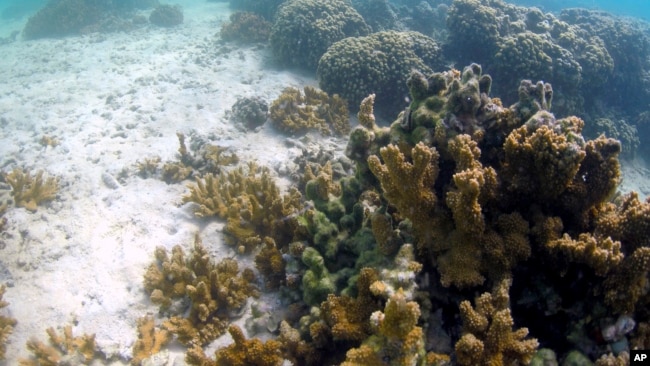 A coral reef is shown in Kaneohe Bay on Friday, Oct. 1, 2021 in Kaneohe, Hawaii. (AP Photo/Caleb Jones)