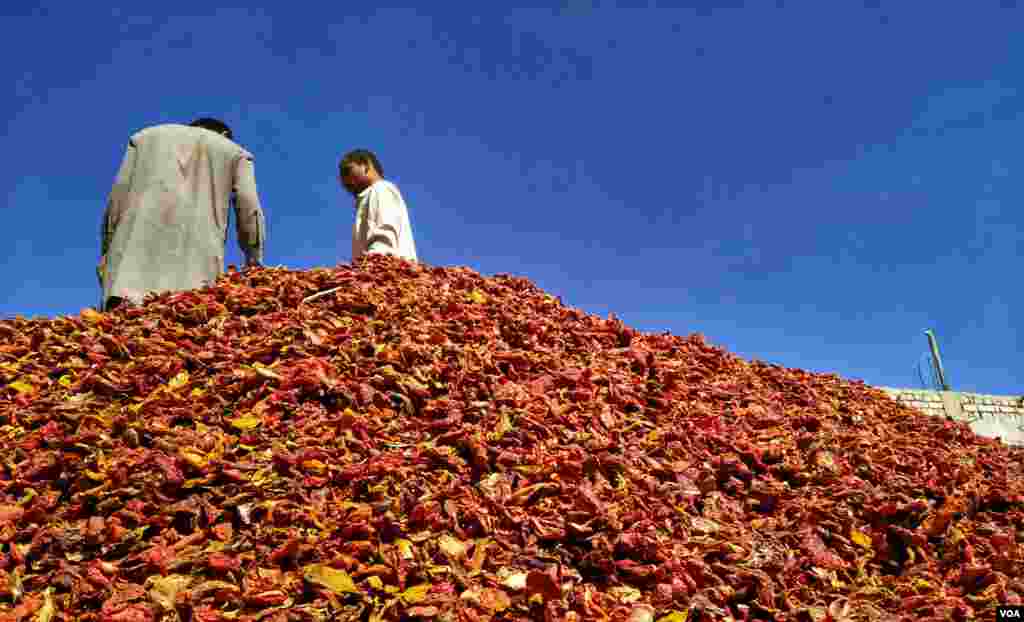قلعہ سیف اللہ کے علاقے کان مہتر زئی میں ٹماٹر بڑی مقدار میں پیدا ہوتے ہیں۔ یہاں کے کاشت کا&nbsp; بھی ٹماٹروں کی اضافی پیدوار کو خشک کر لیتے ہیں۔
