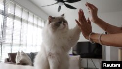 Sunny gives treats to her Ragdoll cat, Mooncake, in her Housing and Development Board flat in Singapore, Dec. 19, 2023.