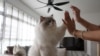 Singapore to End Cat Ban in Public Housing