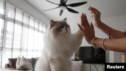 FILE - Owner Sunny Leong, 30, gives cat treats to her Ragdoll cat, Mooncake, in her Housing and Development Board (HDB) flat in Singapore December 19, 2023. (REUTERS/Edgar Su)