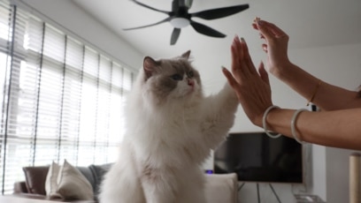 Singapore to End Cat Ban in Public Housing