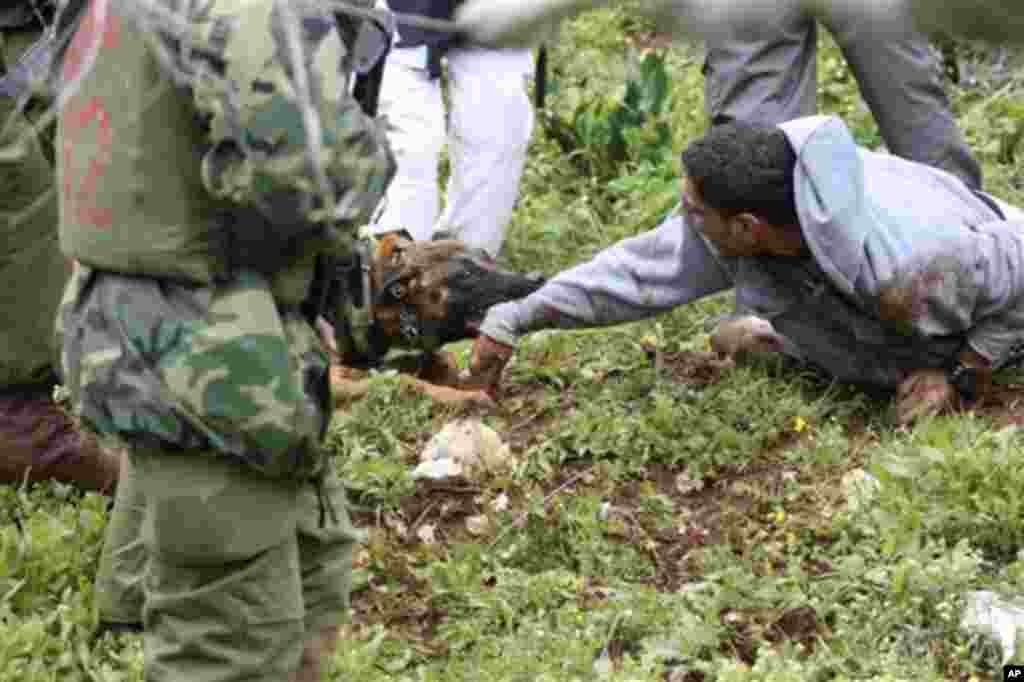 An Israeli police dog attacks a demonstrator during a protest in the village of Kufr Qaddum near the Israeli settlement of Kdumim in the northern West Bank, Friday, March 16, 2012. (AP Photo/Nasser Ishtayeh)
