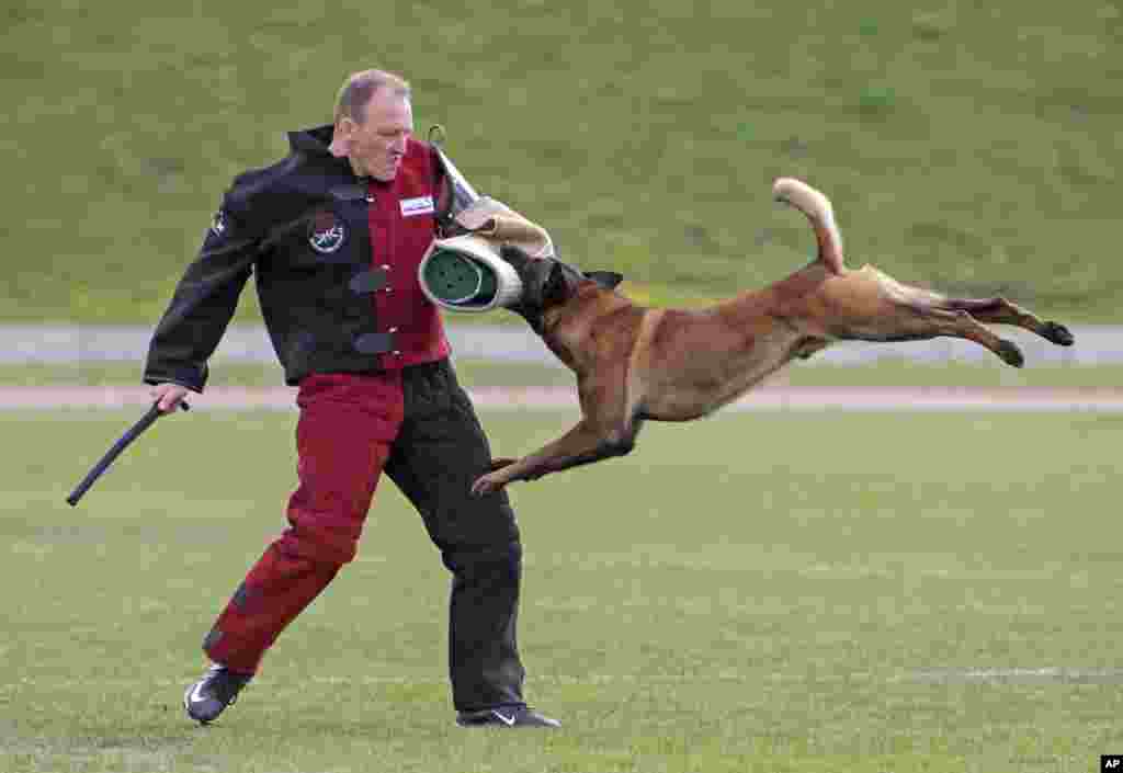 Almanya&#39;da köpek yarışmalarında Zsolt Erdei ve köpeği Jersey