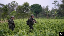 Policía antinarcóticos camina por un campo de coca en La Hormiga, Putumayo, Colombia, el sábado 9 de abril de 2022.