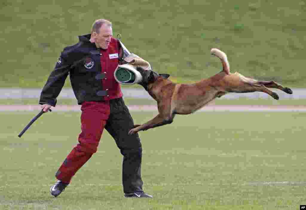 A helper competes with dog 'Charlie of Greydon' of owner Zsolt Erdei, Jersey, during the IPO competition at the Belgian Shepherd World Championships in Halle (Saale), Germany.
