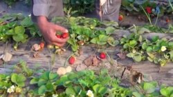 د سټرابري د تولید لپاره سږ کال کروندګرو د موسمي بدلون له امله نوې کرنیزې طریقې غوره کړې