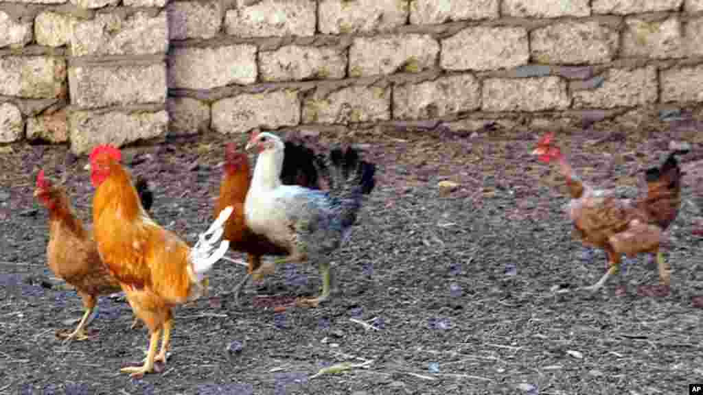 Poultry have the run of the courtyard of one villager's house in Kafr Torky (VOA photo - E. Arrott)