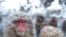 Japanese wild monkeys enjoy an open-air hot spring at the Jigokudani (Hell's Valley) Monkey Park, at Yamanouchi town near Shigakogen ski resort, in Nagano prefecture, January 24, 2012.
