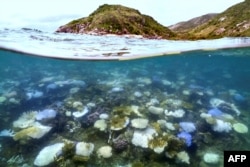 FILE - Foto bawah air yang diambil pada tanggal 5 April 2024 ini menunjukkan karang yang memutih dan mati di sekitar Pulau Lizard di Great Barrier Reef, yang terletak 270 kilometer di utara kota Cairns. (DAVID GRAY / AFP)