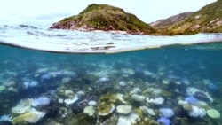 Quiz - Scientists Say They Have Bred Corals to Better Resist Warm Oceans