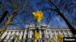 Daffodils bloom in front of the Treasury building, ahead of Wednesday's budget being delivered by Britain's Chancellor of the Exchequer, Rishi Sunak in London, Britain, March 1, 2021.