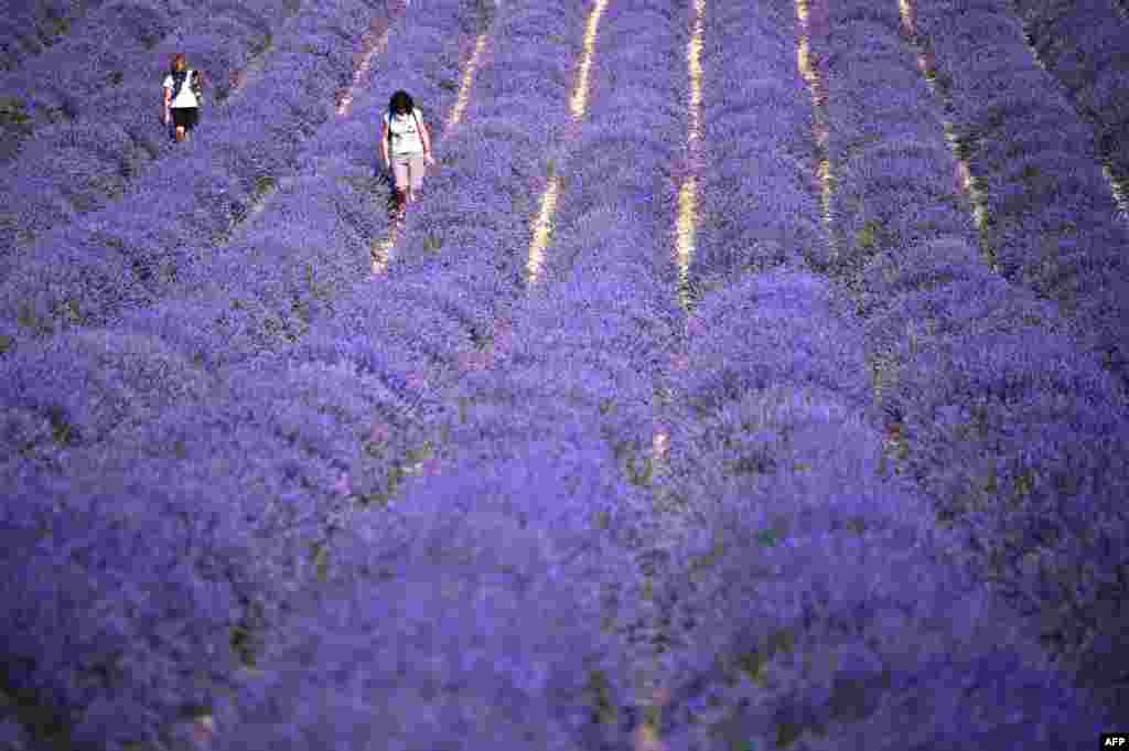 Women walk in a lavender field in Sale San Giovanni, near Cuneo, Northwestern Italy, June 29, 2021.