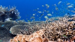 A school of damselfish on a coral reef in Australia’s northern Great Barrier Reef. Image Credit: Tim Gordon, University of Exeter