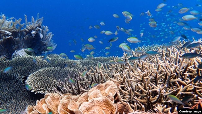 A school of damselfish on a coral reef in Australia’s northern Great Barrier Reef. Image Credit: Tim Gordon, University of Exeter