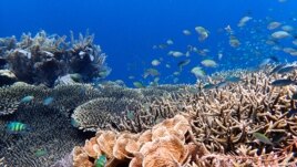 A school of damselfish on a coral reef in Australia’s northern Great Barrier Reef. Image Credit: Tim Gordon, University of Exeter