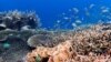 Sekelompok ikan berenang di kawasan Great Barrier Reef. (Foto: Tim Gordon, University of Exeter).