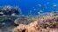 Sekelompok ikan berenang di kawasan Great Barrier Reef. (Foto: Tim Gordon, University of Exeter).