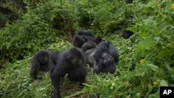 In this file photo from Friday, Sept. 4, 2015, members of a family of mountain gorillas are shown in the forest in Volcanoes National Park, northern Rwanda. (AP Photo/Ben Curtis)