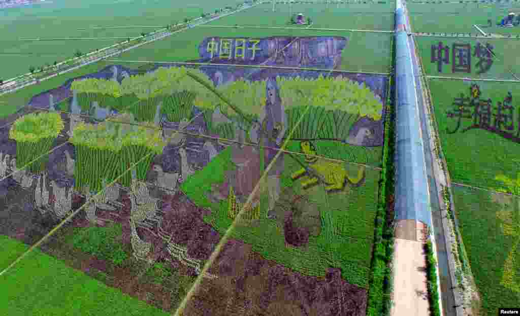 طراحی برجسته با استفاده از گیاه برنج و زمین، در یک مزرعه برنج در چین.
