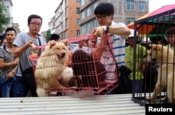 FILE - Animal activists load a cage holding dogs which they just bought from vendors to stop them from being eaten ahead of the annual dog meat festival in Yulin, Guangxi Zhuang Autonomous Region, June 20, 2014.