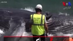 مرگ یک نهنگ جوان در جزیره رئونیون فرانسه