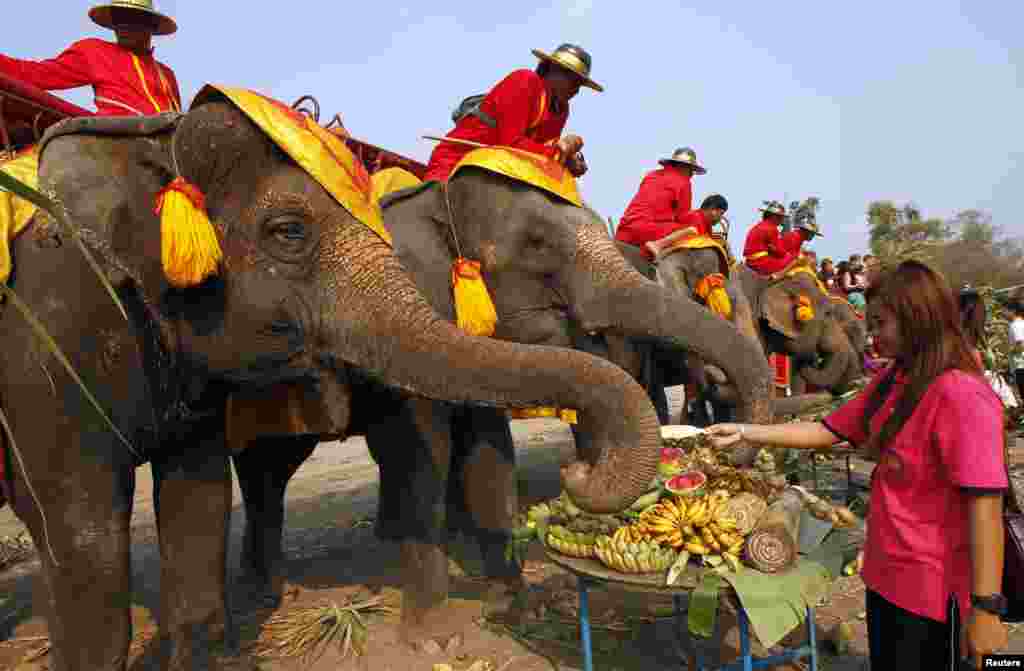 اس میلے میں ہاتھیوں کے درمیان مختلف مقابلے منعقد کئے جاتے ہیں اور ہاتھی مختلف کر تب اور کھیلوں میں اپنی مہارت کا مظاہرہ کر تے ہیں۔