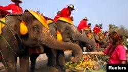 Lễ hội Voi Toàn quốc hàng năm nhằm quảng bá sự quan trọng của voi.
