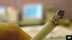 Report: Cancer Risk High as Smoking Surges in Africa