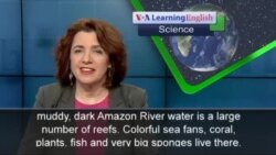 The Science Report: Amazon River Hides Life-Filled Reef